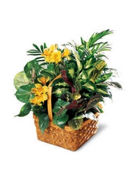 A Bit of Sunshine Basket